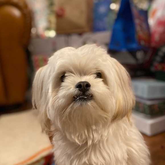 Meet your Posher, Franco - Picture 1 of 1